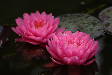 Image showing Waterlily (Nymphaea)