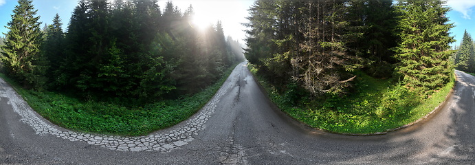 Image showing pine tree forest with a curvy country road on a fresh summer morning with mist and fog