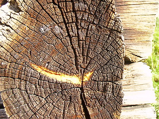 Image showing Wood