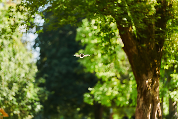 Image showing Professional drone filming the park on a sunny day