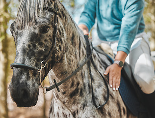 Image showing Face of horse with woman, riding in forest and practice for competition, race or dressage with trees in nature. Equestrian sport, jockey or rider on animal in woods for adventure, training and care.