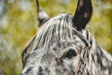 Image showing Eyes, equestrian and a horse closeup in the countryside during summer for stallion or sustainability. Farm, agriculture ecology with a wild animal outdoor in a natural environment or green habitat