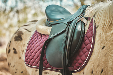 Image showing Horse, leather saddle or animal in nature for equestrian game park, riding or countryside. Stallion, strength or colt dressage on appaloosa thoroughbred, rodeo ranch and relax in distance trail walk