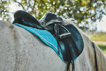 Image showing Horse, leather saddle or stallion in nature in equestrian game park, walk or grazing in countryside. Animal, strength or colt stamina for welsh pony thoroughbred, rodeo ranch and long distance trail