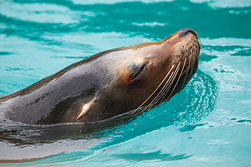 Image showing Close-up of a Sea Lion swimming in water. Photography taken in F