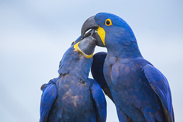 Image showing Portrait of two big blue parrots kissing, Hyacinth Macaws