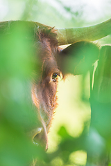 Image showing Red Salers cow observing through enlighted foliage, vertical pho