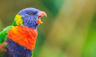 Image showing Rainbow Lorikeet parrot bird screaming, opening its beak wide. P