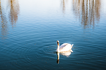 Image showing Mute swan gliding across a lake at dawn