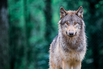 Image showing Gray wolf also known as timber wolf looking straight at you in t