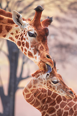 Image showing Tender moment of a mother giraffe licking her young giraffe. Pho