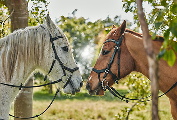 Image showing Horses, noses and animal affection in nature in equestrian game park, care and leisure in countryside. Stallions, strength and colt touch for thoroughbred, and rodeo ranch for foal mating season