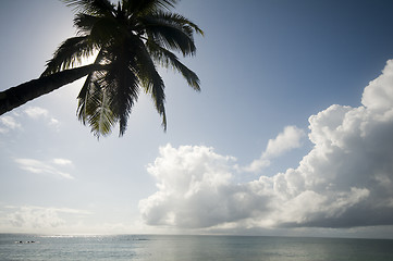 Image showing palm tree over the caribbean sea