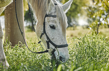 Image showing Pet, horse and eating grass on farm, field and closeup in woods or agriculture with health, wellness and peace. Grazing, pasture and equestrian animal in nature, environment or farming countryside