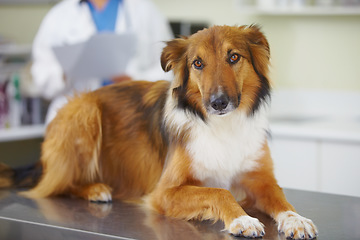 Image showing Vet clinic portrait, relax and dog for medical help, wellness healing services or healthcare support, visit or assessment. Veterinary, pet exam test and K9 on table for hospital veterinarian checkup