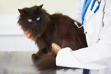 Image showing Vet service hands, cat and person for medical help, wellness examination or animal healthcare support, exam or healing. Veterinary patient, specialist test and veterinarian for pet feline health care