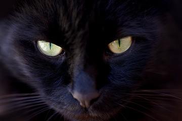 Image showing Portrait, superstition and the eyes of a black cat closeup for bad luck as a symbol of spooky fear. Face, pet or animal with dark fur looking cute or adorable as a feline mammal for magic or mystery