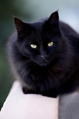 Image showing Magic, superstition or bad luck and a black cat closeup with yellow eyes as a domestic animal. Face, kitten or pet and a feline with dark fur looking curious or lazy as a symbol of fear and danger