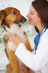 Image showing Vet clinic, dog and happy woman for medical help, wellness healing services or fur assessment check for healthcare support. Animal nursing, veterinary test exam or hospital veterinarian checkup of K9