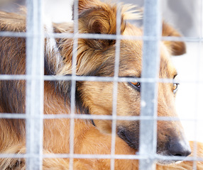 Image showing Animal shelter, cage and sad dog in sanctuary waiting for adoption, foster care and rescue. Pets, homeless and closeup of unhappy canine, German shepherd or puppy in charity, welfare and ngo kennel