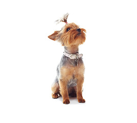 Image showing Puppy, terrier and dog or pet in studio with collar, relax and standing on mock up space for best friend. Animal, face or canine for protection, companion or therapy and hairstyle on white background