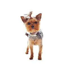 Image showing Animal, terrier and dog or pet in studio with collar, relax and standing on mock up space for best friend. Puppy, face or canine for protection, companion or therapy and hairstyle on white background