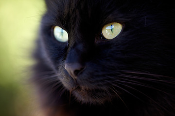 Image showing Zoom, face and black cat with serious look for animal view and green eyes outside. Fuzzy, soft and kitten closeup of small curious head with feline and purebred pedigree and adorable pet in garden