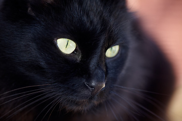 Image showing Face, superstition or bad luck and a black cat closeup with yellow eyes as a domestic animal. Magic, kitten or pet and a feline with dark fur looking curious or lazy as a symbol of fear and danger