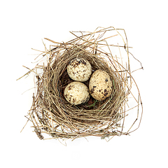 Image showing Quail Eggs in Spring Bird Nest