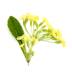 Image showing Primrose Flower Spring Wildflower Plant