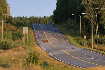 Image showing Elk Crossing Road