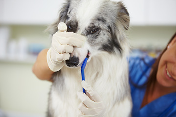 Image showing Vet, dog and person cleaning tooth for pet medical help, wellness healing services or healthcare maintenance support. Dental care, veterinary or veterinarian brushing teeth for animal oral protection