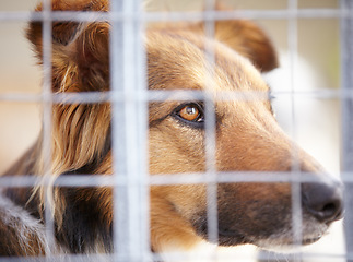 Image showing Animal shelter, fence and sad dog in sanctuary waiting for adoption, foster care and rescue. Pets, depressed and closeup of unhappy canine, German shepherd or puppy in charity, welfare and kennel