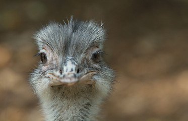 Image showing Head of young ostrich