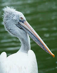Image showing Dalmatian Pelican