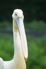 Image showing Great White Pelican