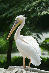 Image showing Great White Pelican