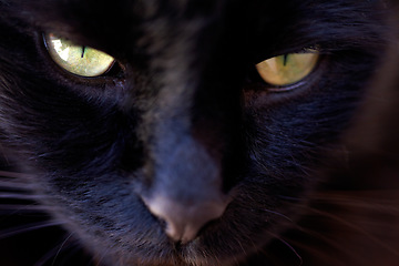 Image showing Closeup, portrait and black cat with serious face for animal view and sppoky green eyes inside. Fuzzy, soft and kitty zoom of small kitten head with feline and purebred pedigree and adorable pet