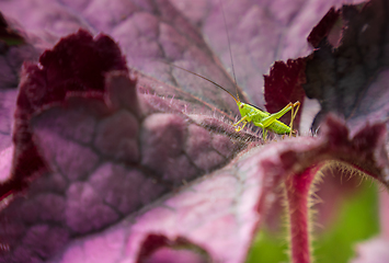 Image showing Small green grasshopper on a purple leaf of heuchere