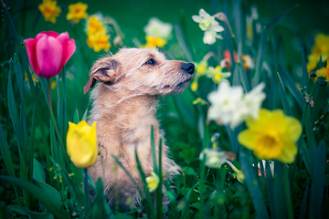 Image showing The scent of flowers for a dog