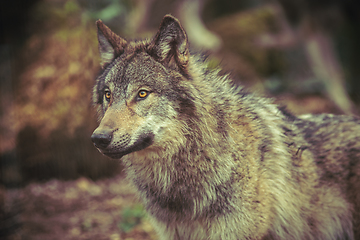 Image showing Grey wolf prowling in the forest