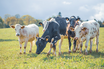 Image showing Group of cows together gathering in a field