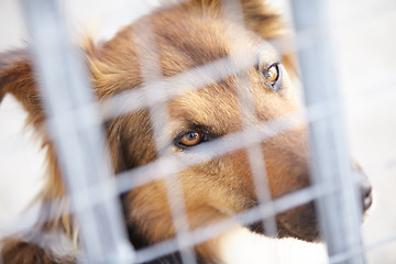 Image showing Fence, shelter and sad dog in sanctuary waiting for adoption, foster care and rescue. Pets, depressed and face portrait of unhappy canine, animal or puppy in charity pound, welfare and kennel
