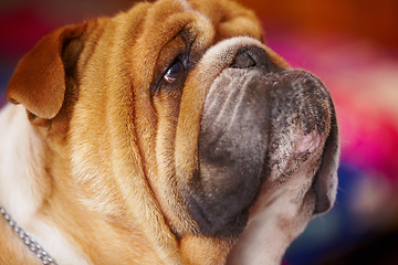 Image showing Face, adorable and bulldog animal profile at shelter for pet care or pamper treatment . Closeup of cute brown and white dog or puppy looking up in facial expression for attention, love or best friend