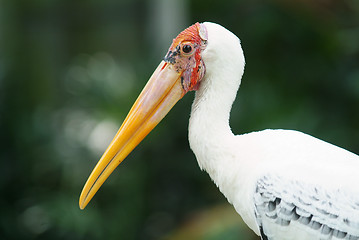 Image showing Painted stork