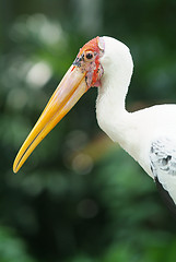 Image showing Painted stork