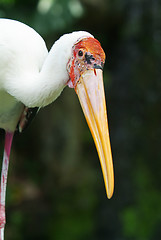 Image showing Painted stork
