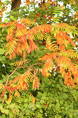 Image showing Autumn leaves