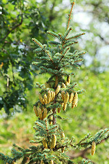 Image showing Pine tree