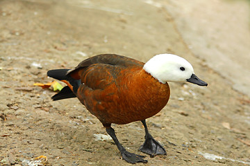 Image showing Duck